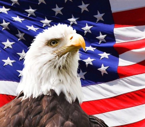 American Bald Eagle On Flag